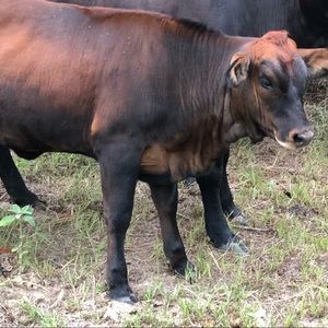 Meet your Posher, Bruce